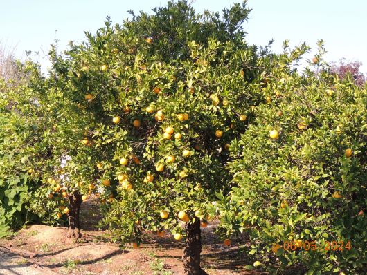 Oranges in Mildura